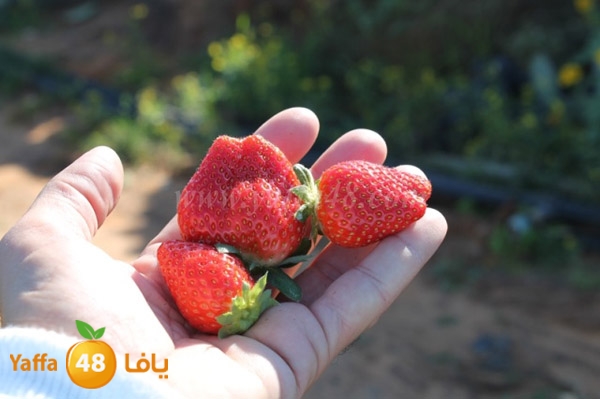 re7la tolkarem (11).JPG